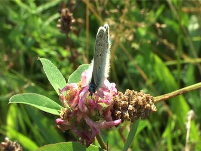 Hauhechelbläuling ( Polyommatus icarus ), Männchen : Am Niederrhein, Biotop, 06.08.2004